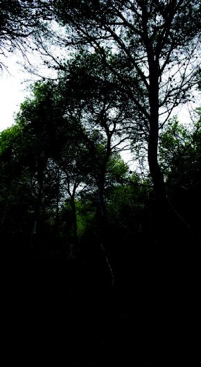 foto de un bosque