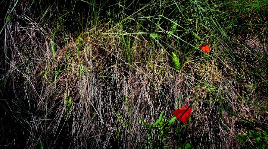 Cuadro de flores